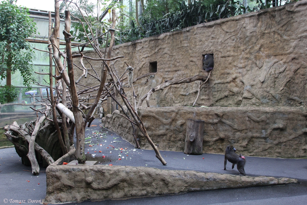 Inside Afikahaus (pavilion for Elephants, Mandrills, ...)