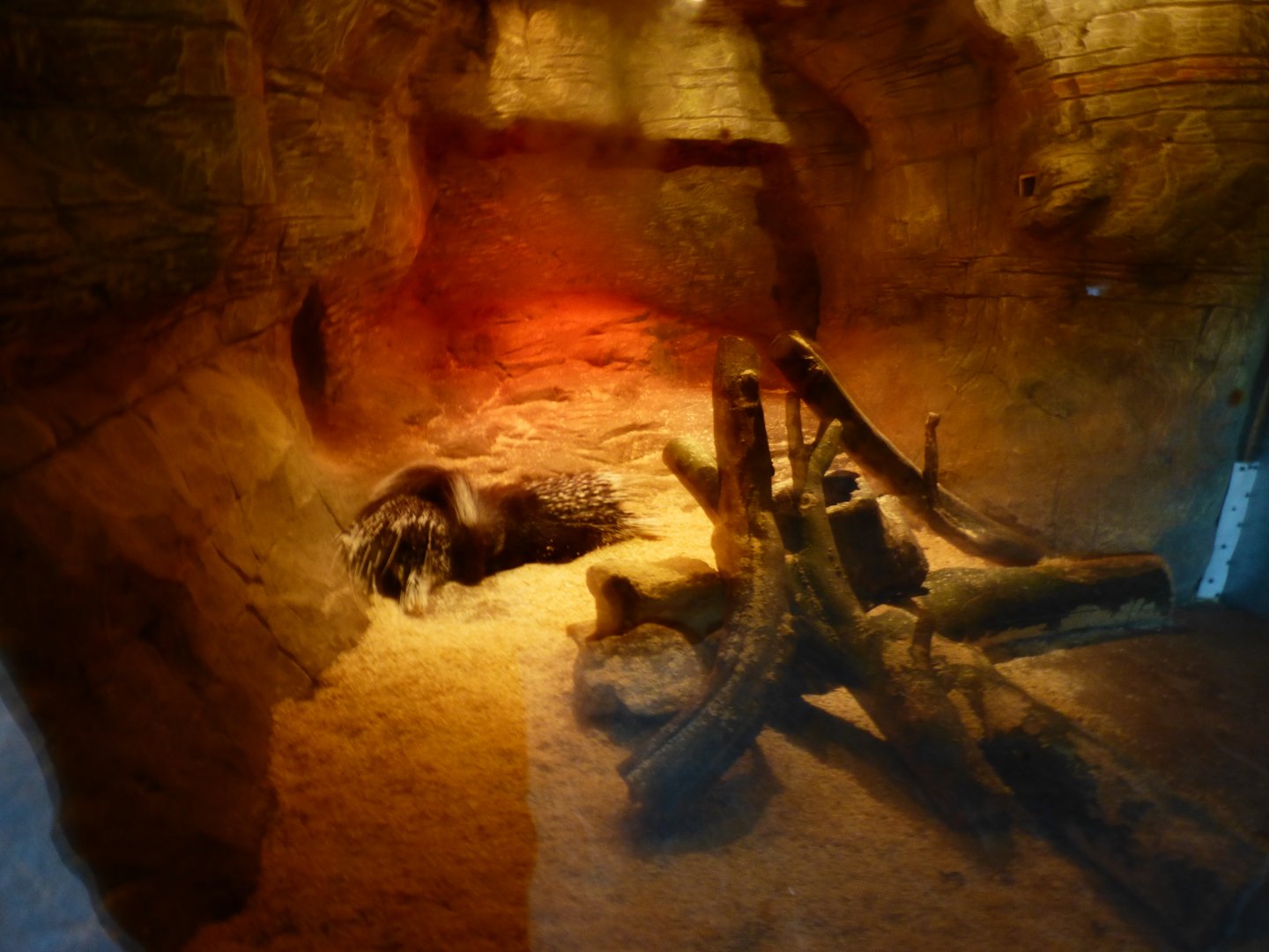 Inside African Crested Porcipine Viewing