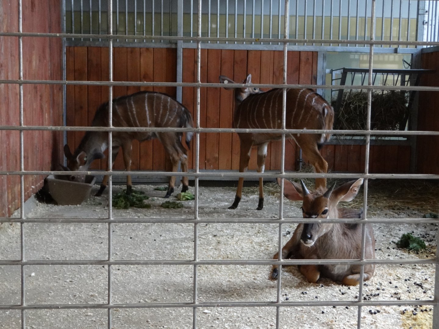 Inside Antelope house
