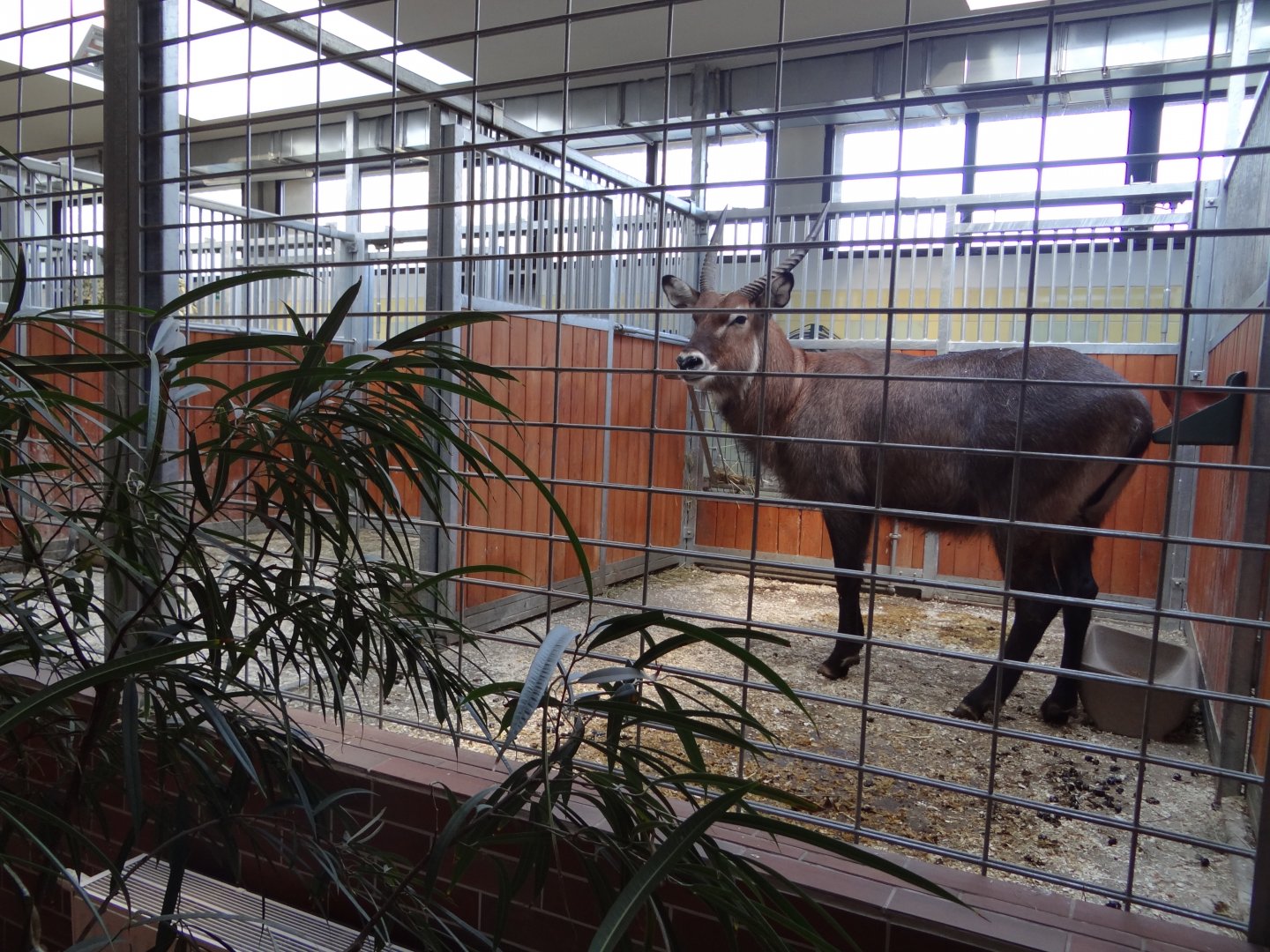 Inside Antelope house