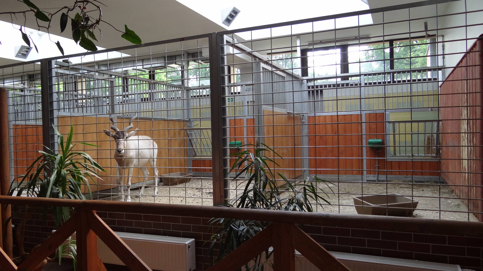 Inside antelopes house