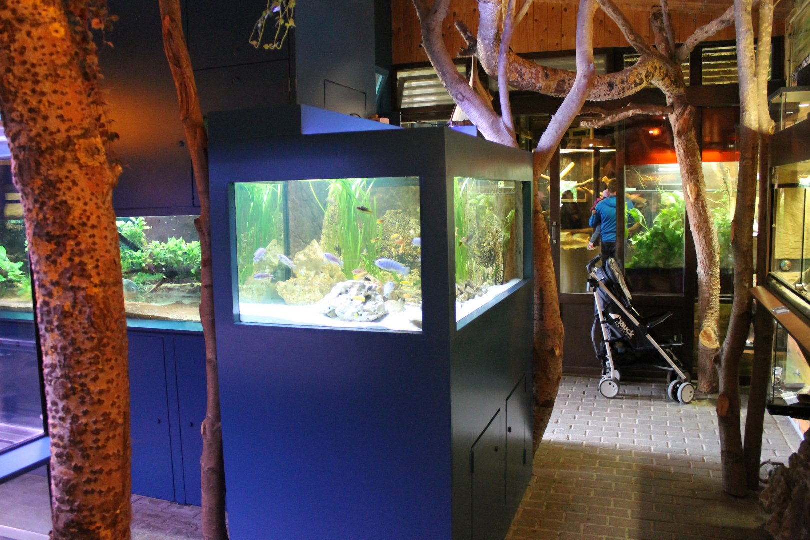 Inside Aquarium - Terrarium building