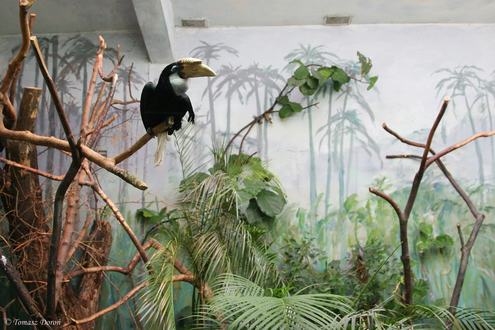 Inside aviaries Blyth's Hornbills (Aceros plicatus)