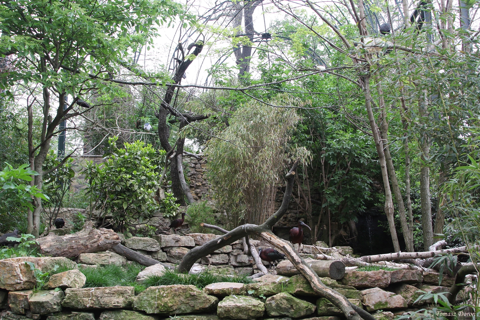 Inside big aviary for Ibises and Herons