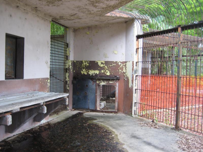 Inside Big Cat Cages