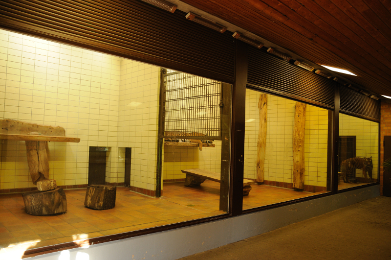 Inside Big cat house at Dortmund