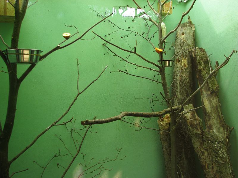 Inside box for small African birds