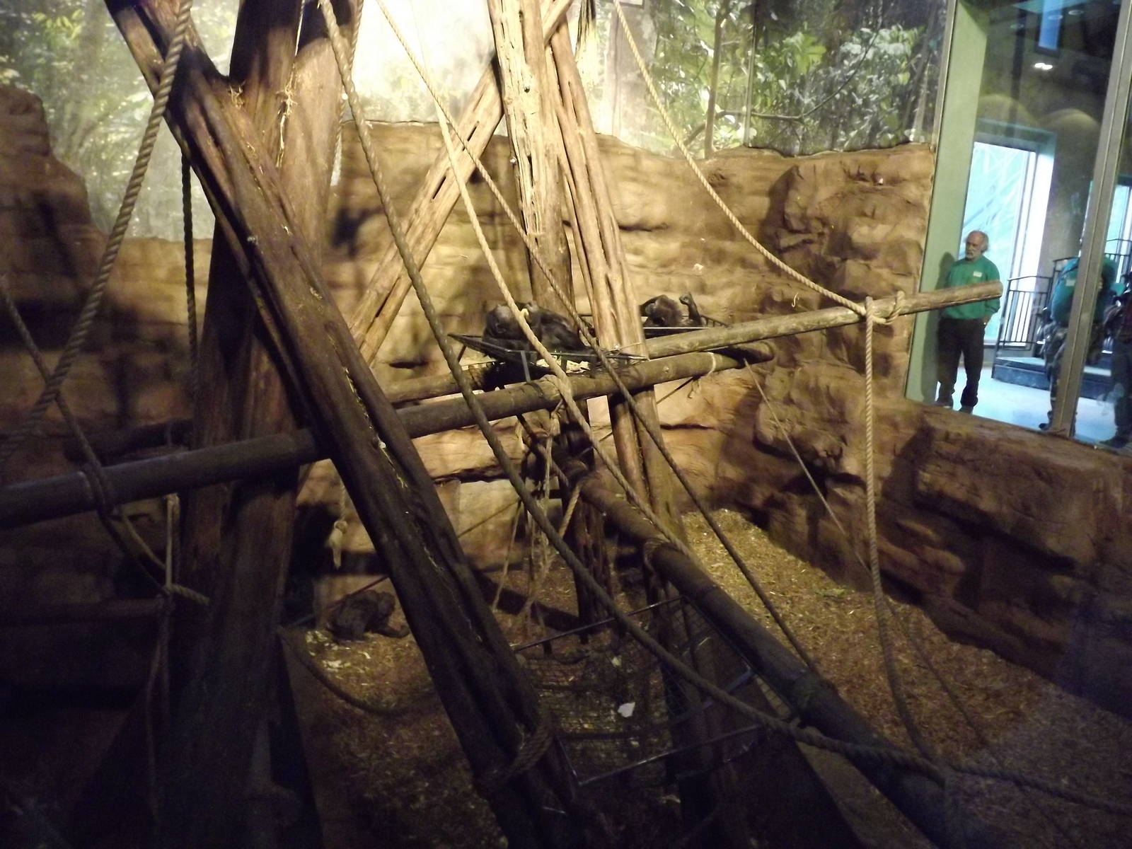 Inside Budongo trail at Edinburgh Zoo 28/12/11
