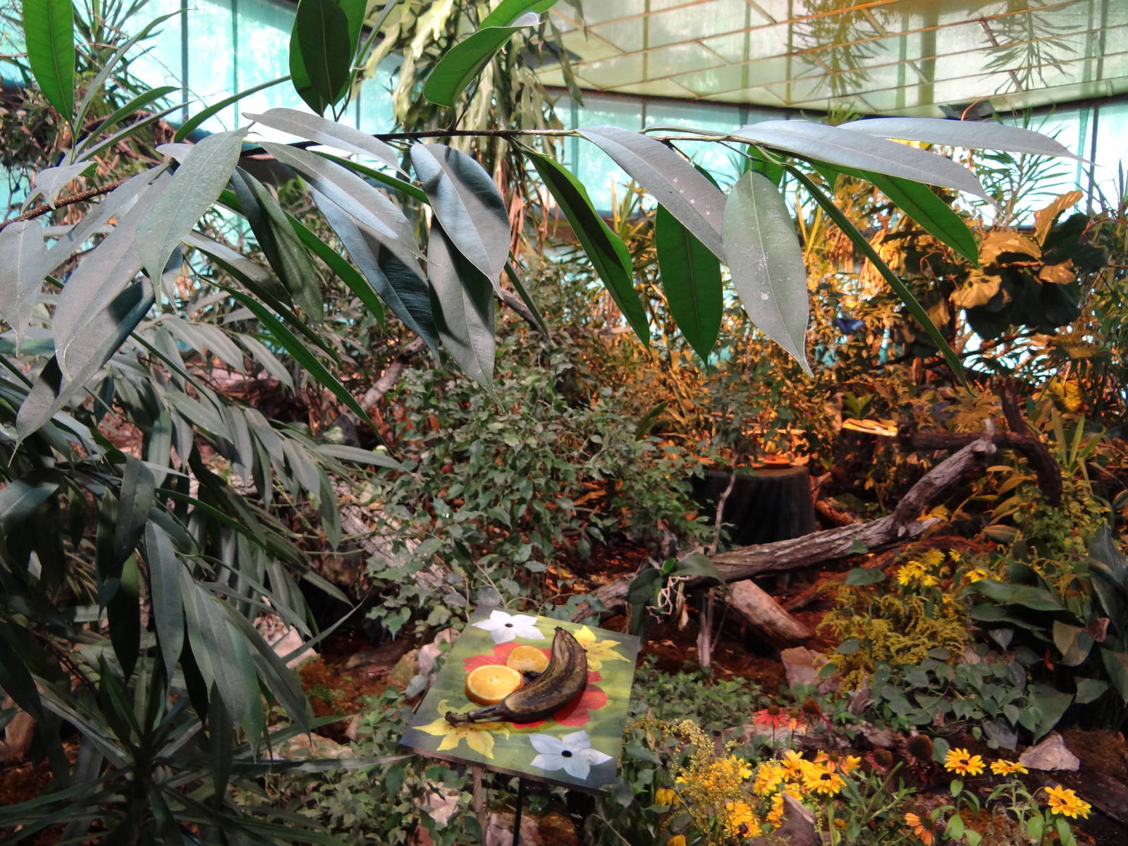 Inside butterfly house