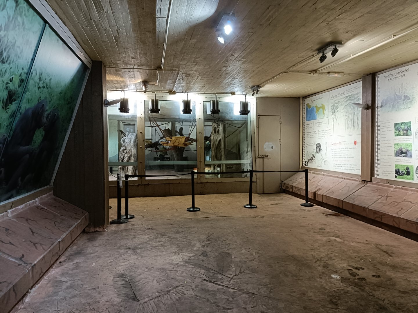 Inside chimpanzee house