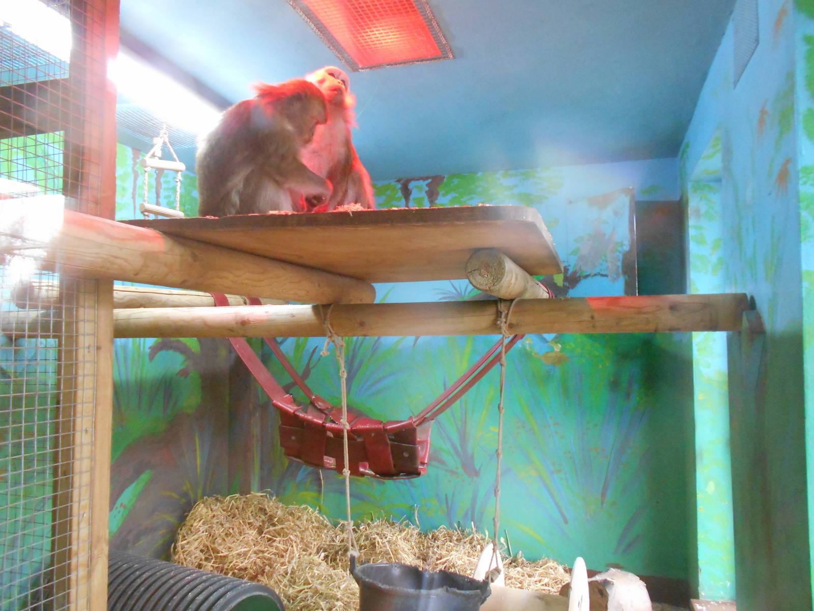 Inside den for Crab-eating Macaques - March 15th 2016