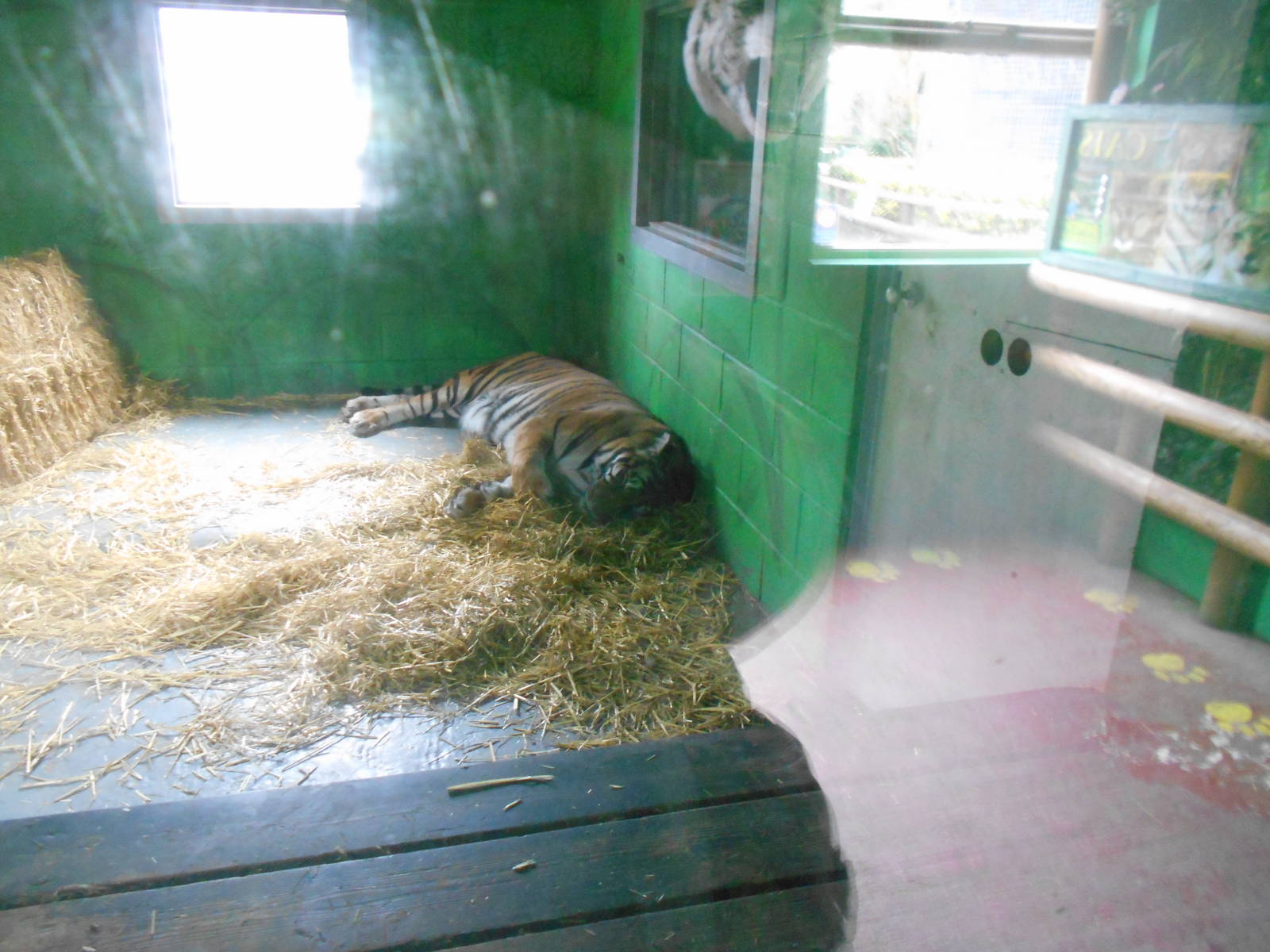 Inside den for tigers - March 15th 2016