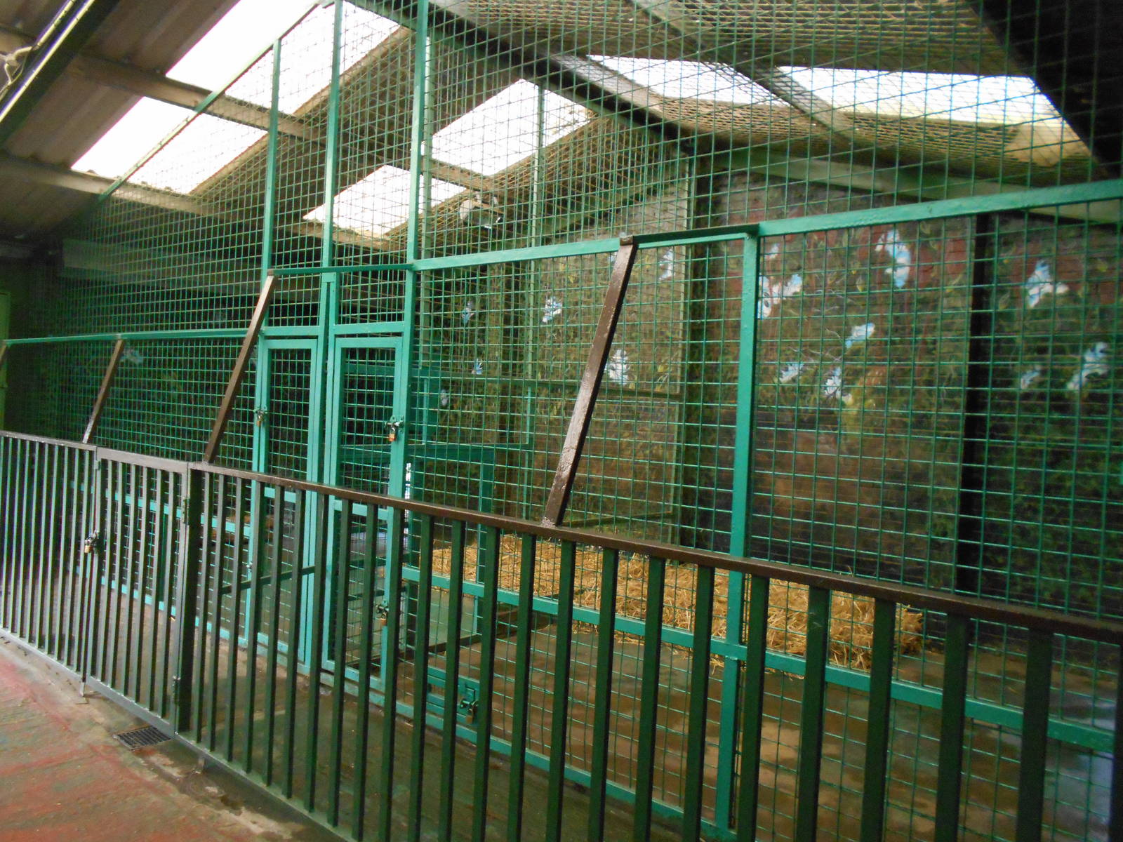 Inside dens for Amur Tigers - March 11th 2016