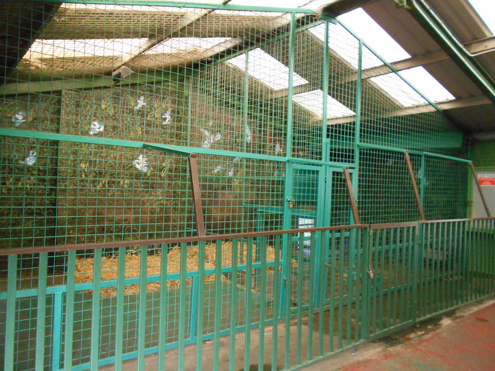 Inside dens for Amur Tigers - March 11th 2016