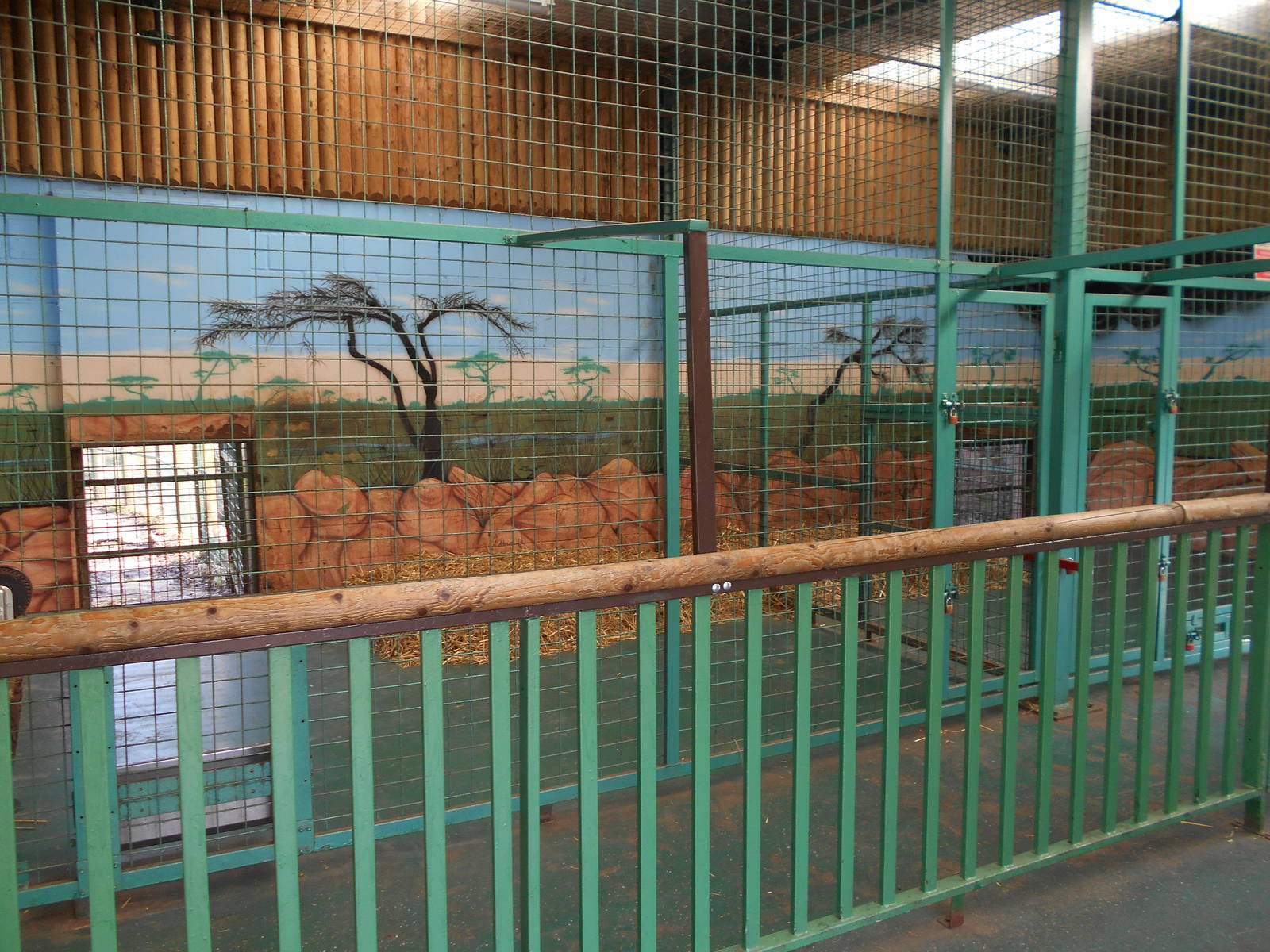 Inside dens for White Lions - March 11th 2016