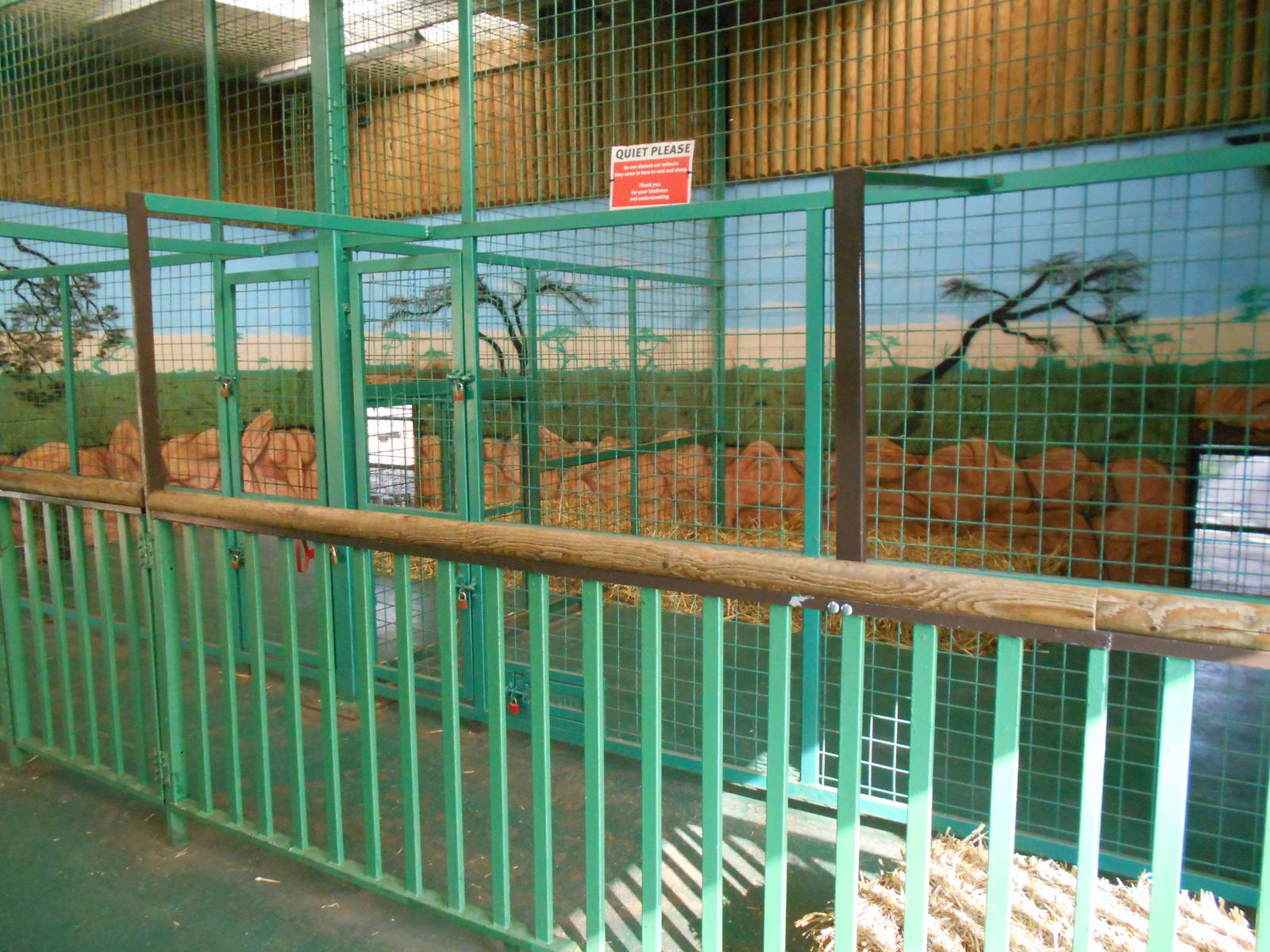 Inside dens for White Lions - March 11th 2016