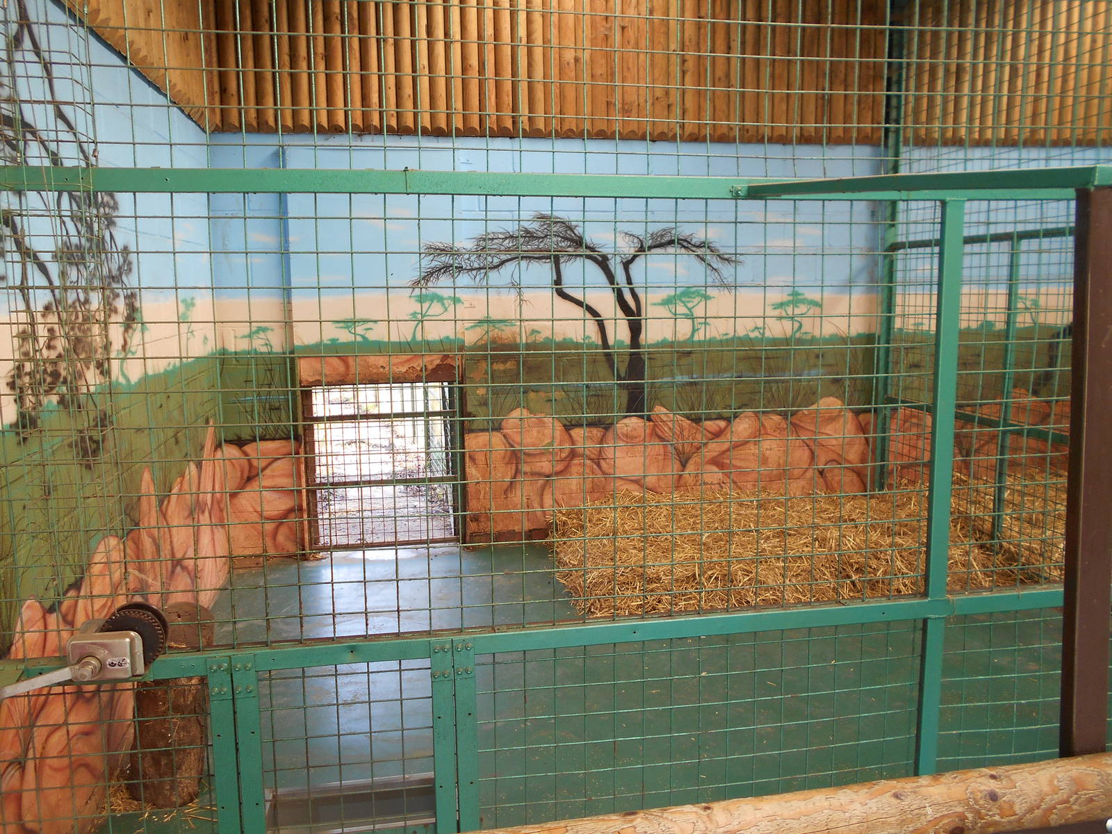 Inside dens for White Lions - March 11th 2016