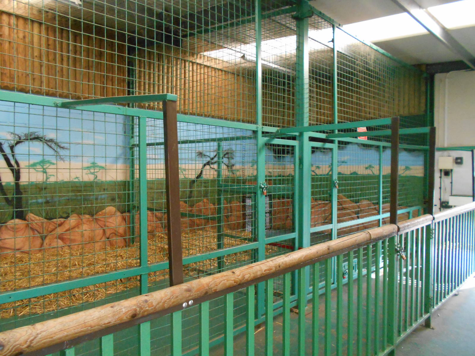 Inside dens for White Lions - March 11th 2016