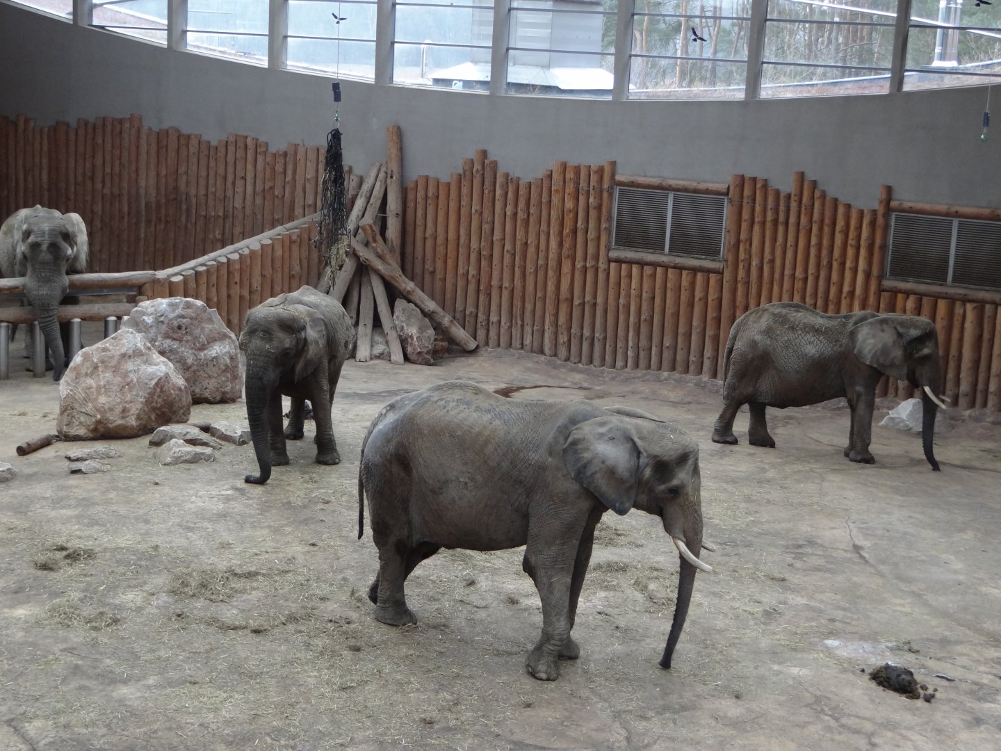 Inside Elephant House