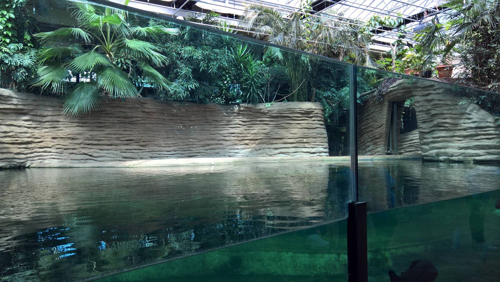 Inside enclosure for Hippopotamus