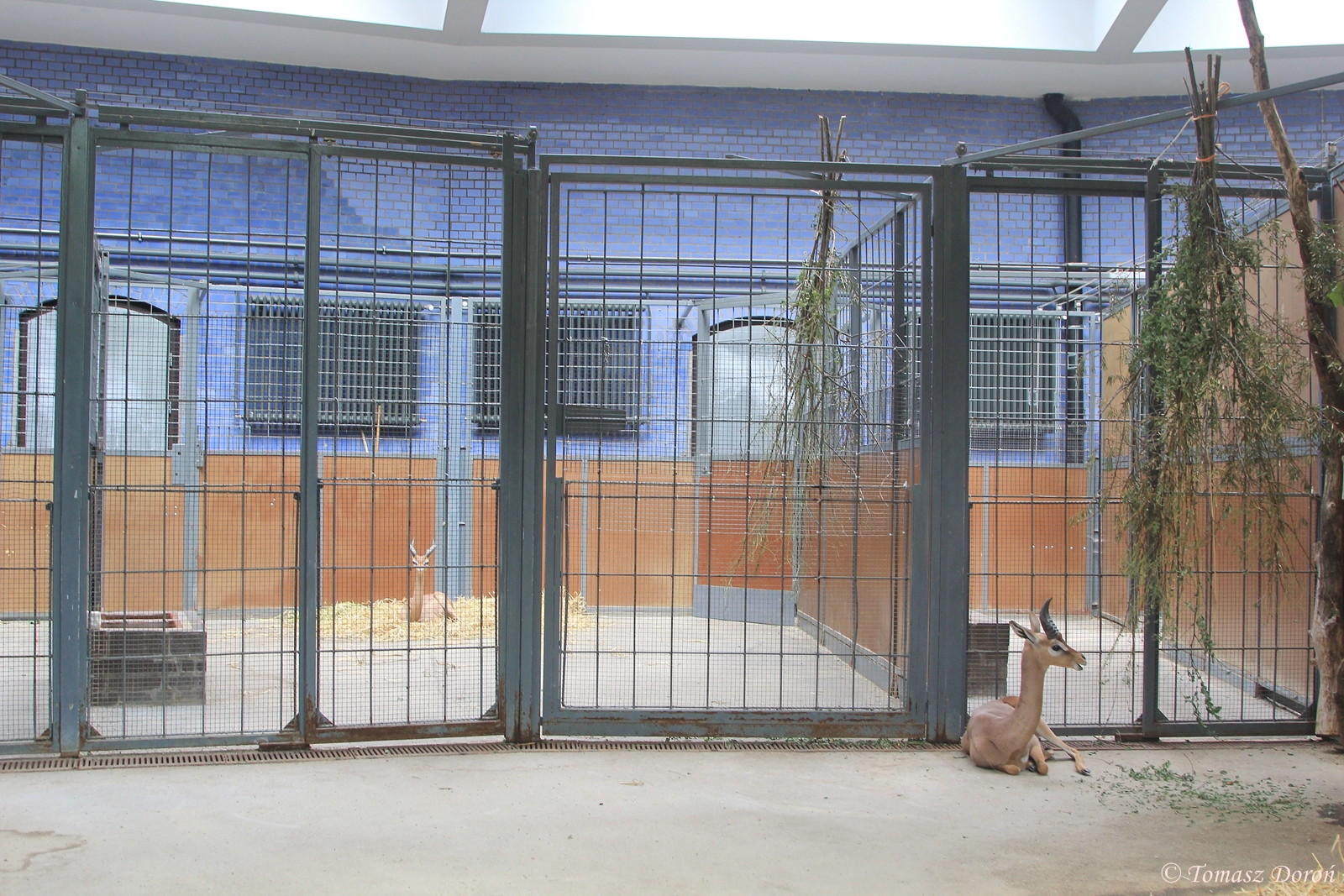 Inside enclosure for Southern Gerenuks (Litocranius walleri), August 2015