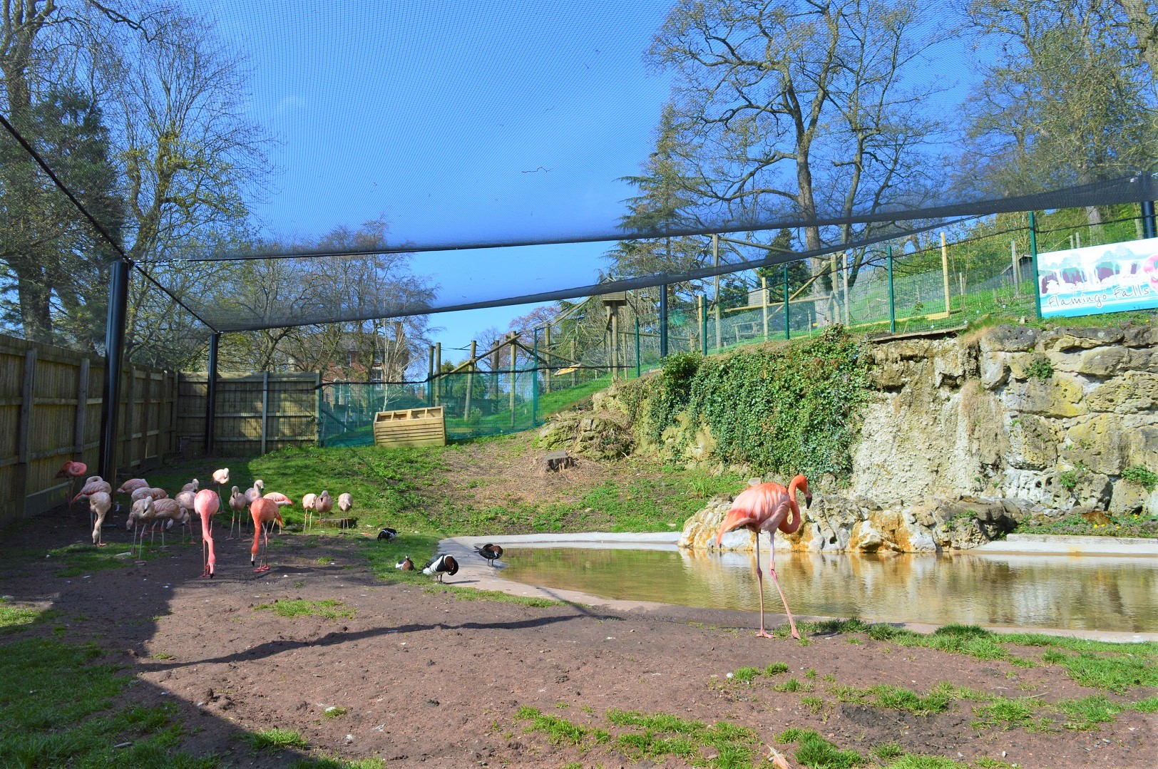 Inside flamingo aviary