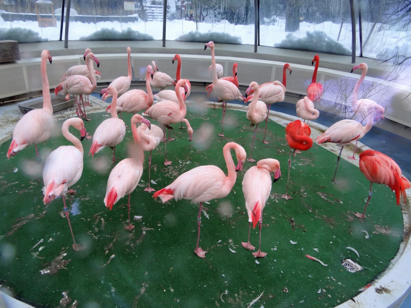 Inside Flamingo house