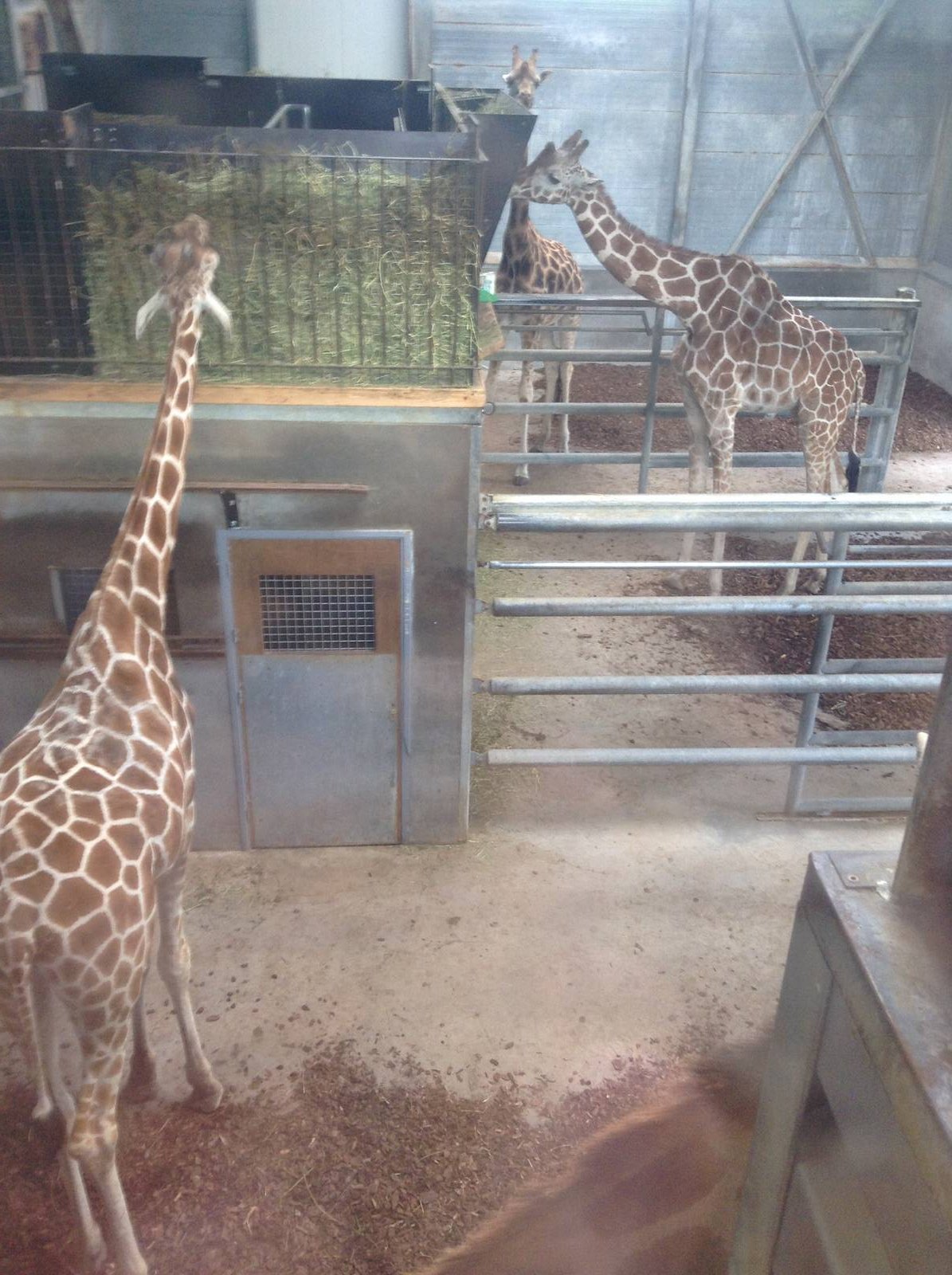 Inside Giraffe Barn