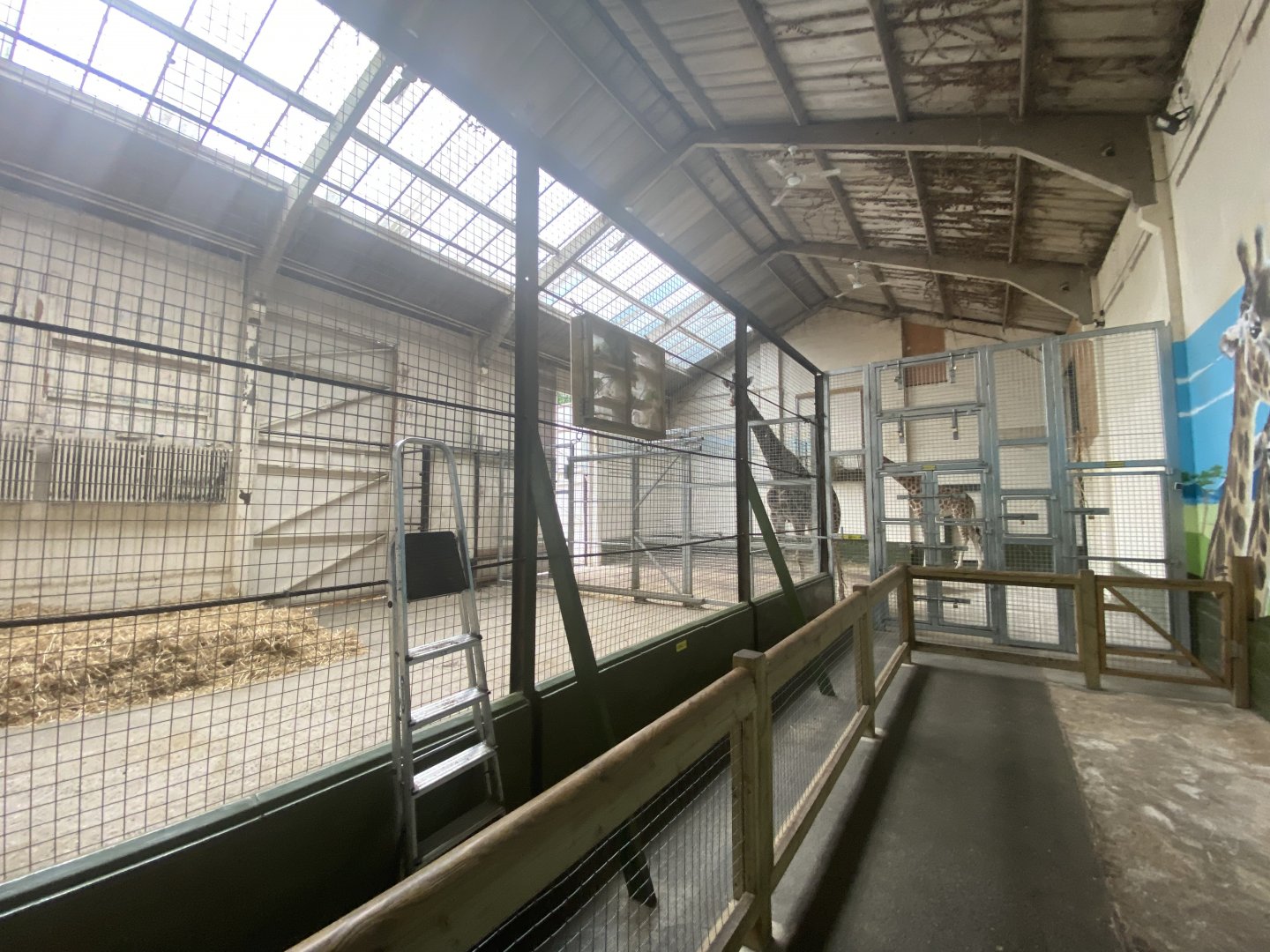 Inside giraffe barn