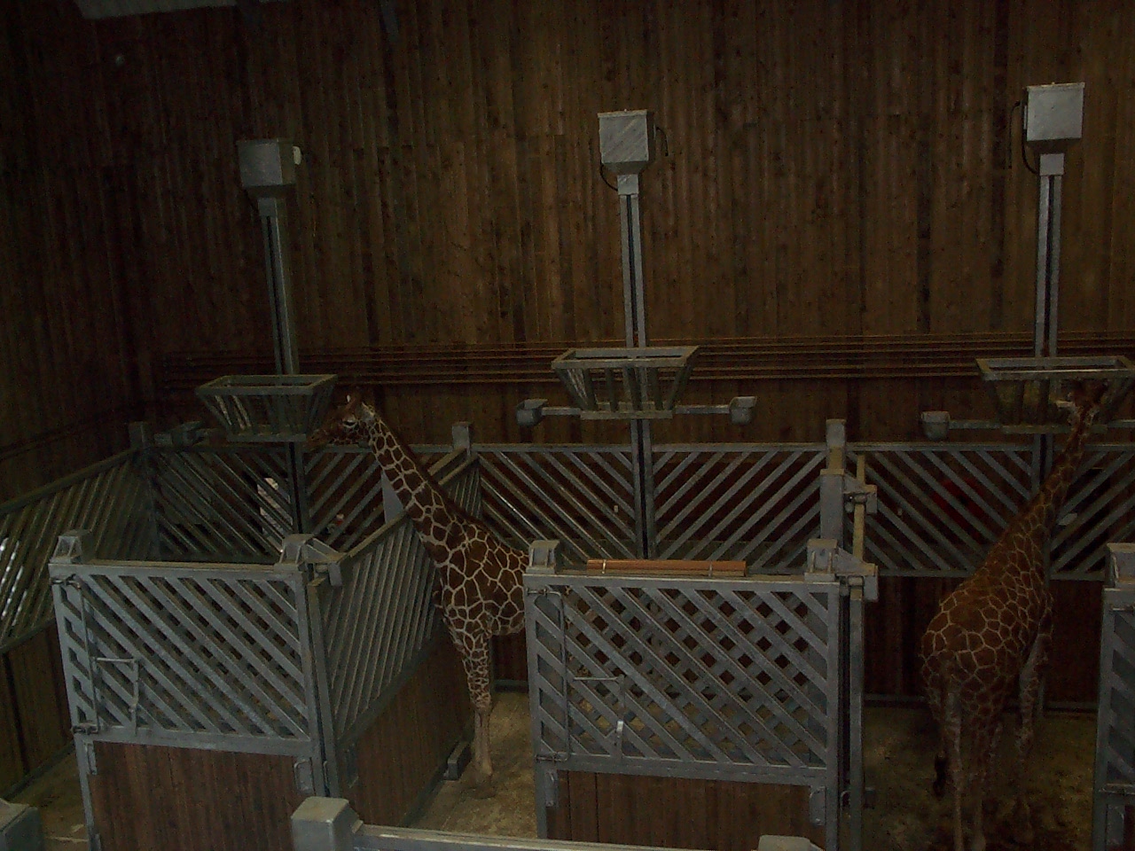 inside giraffe house