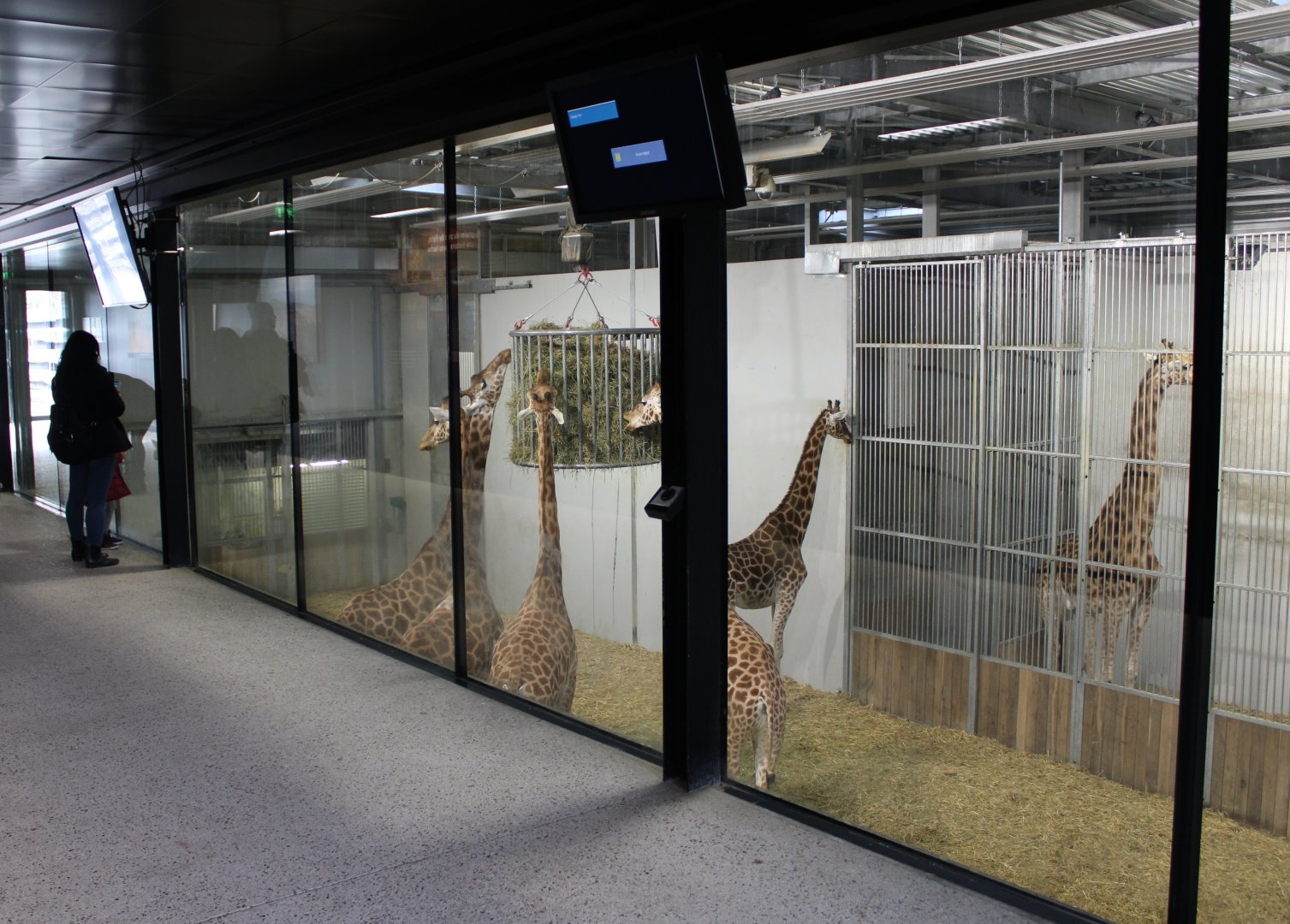 Inside Giraffe-house