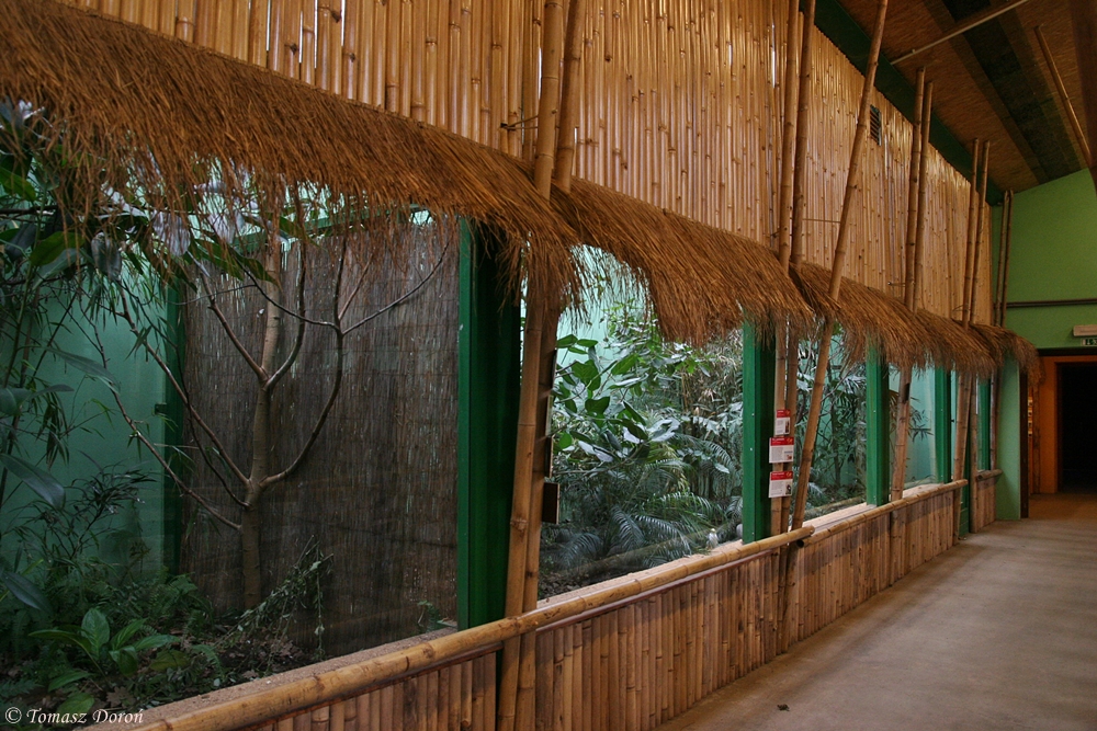 Inside Indian-rhinoceros pavilion