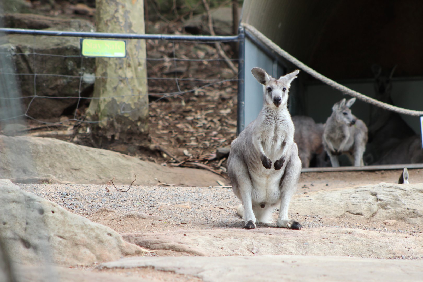 Inside Kangaroo Walk-through