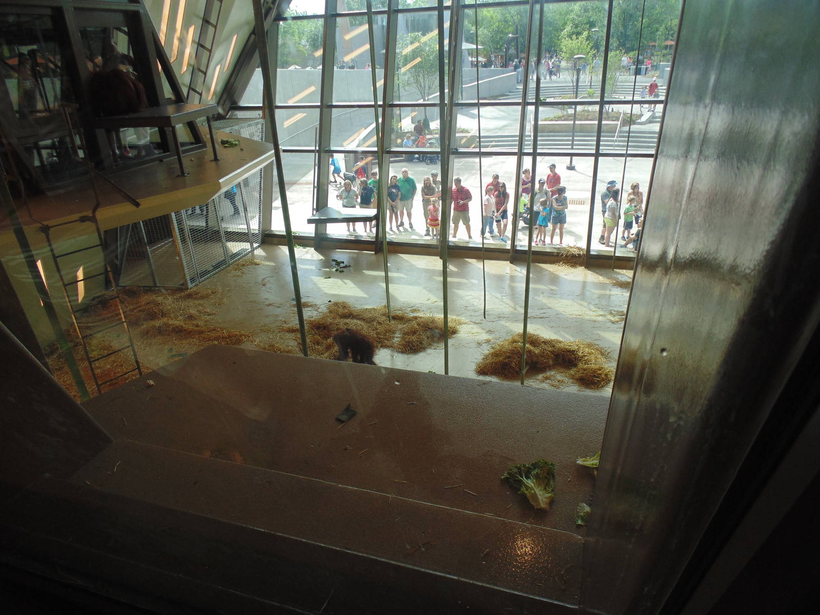 inside new orangutan exhibit