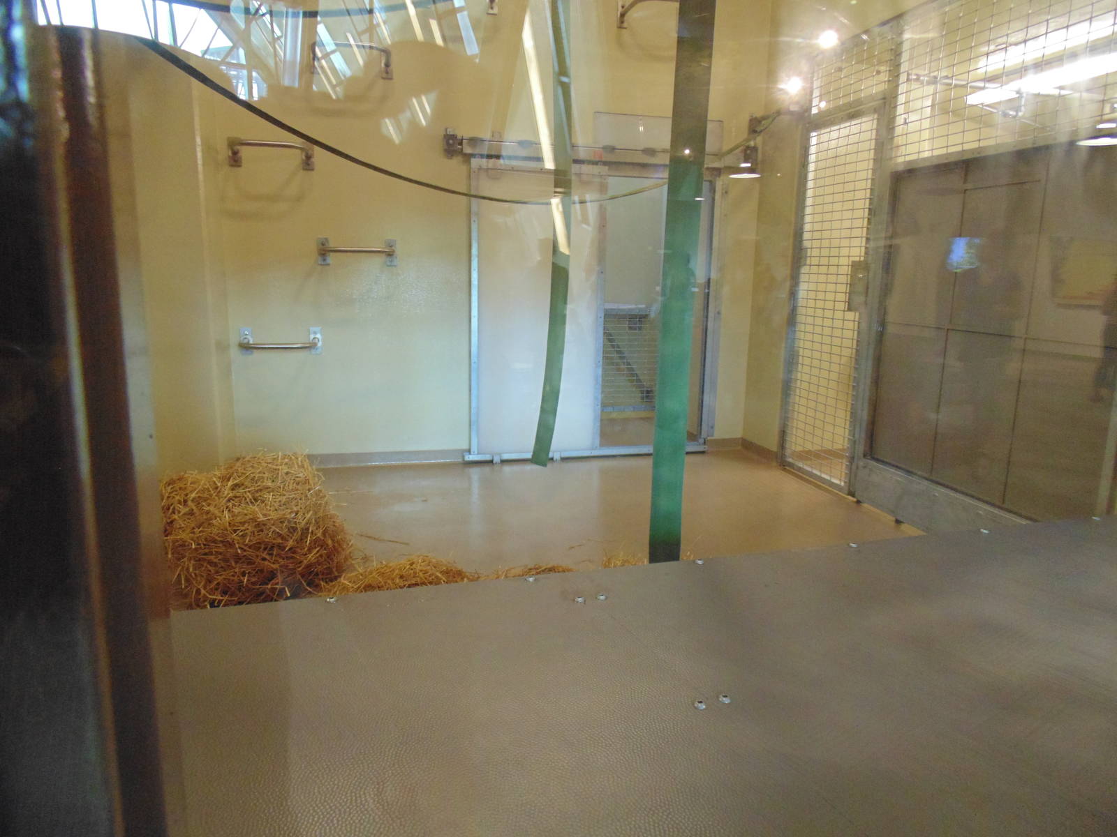 inside new orangutan exhibit
