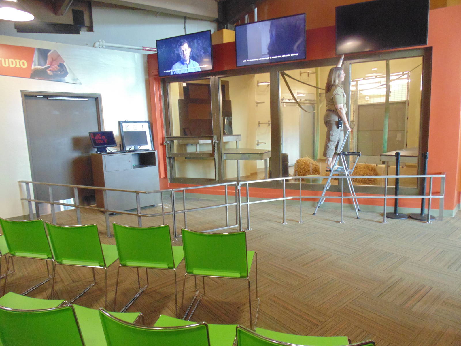 inside new orangutan exhibit