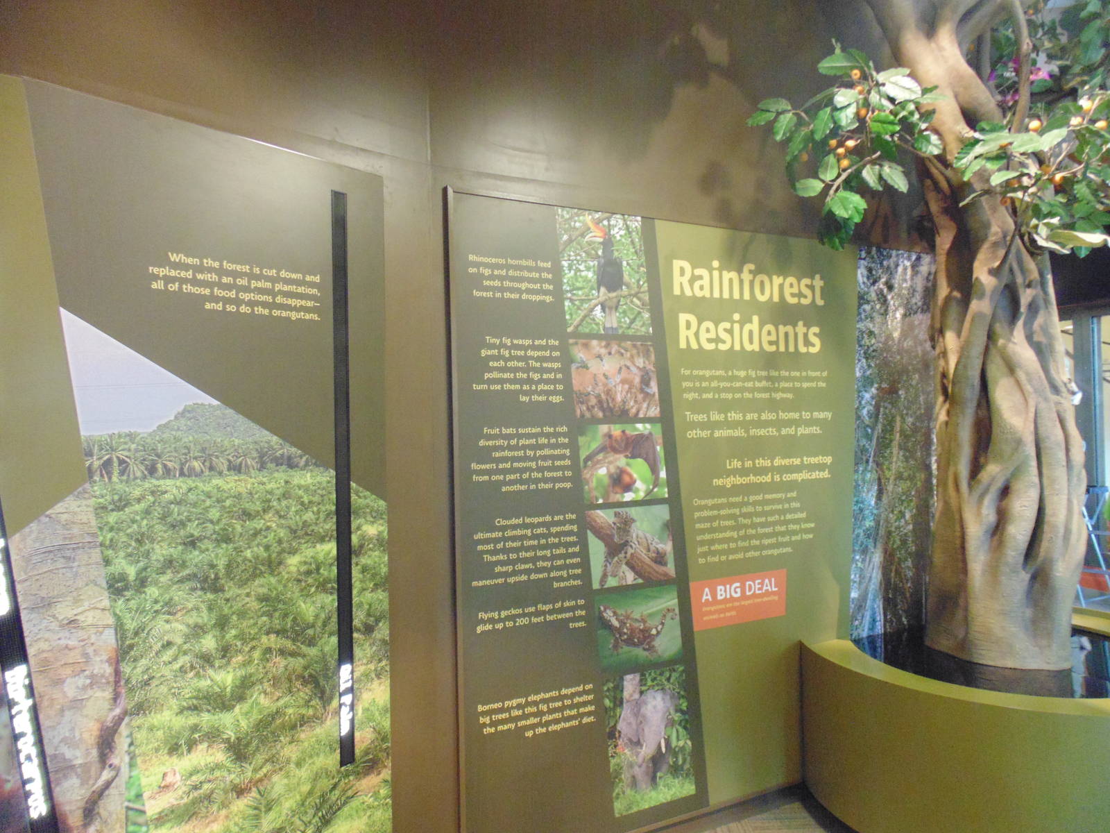 inside new orangutan exhibit
