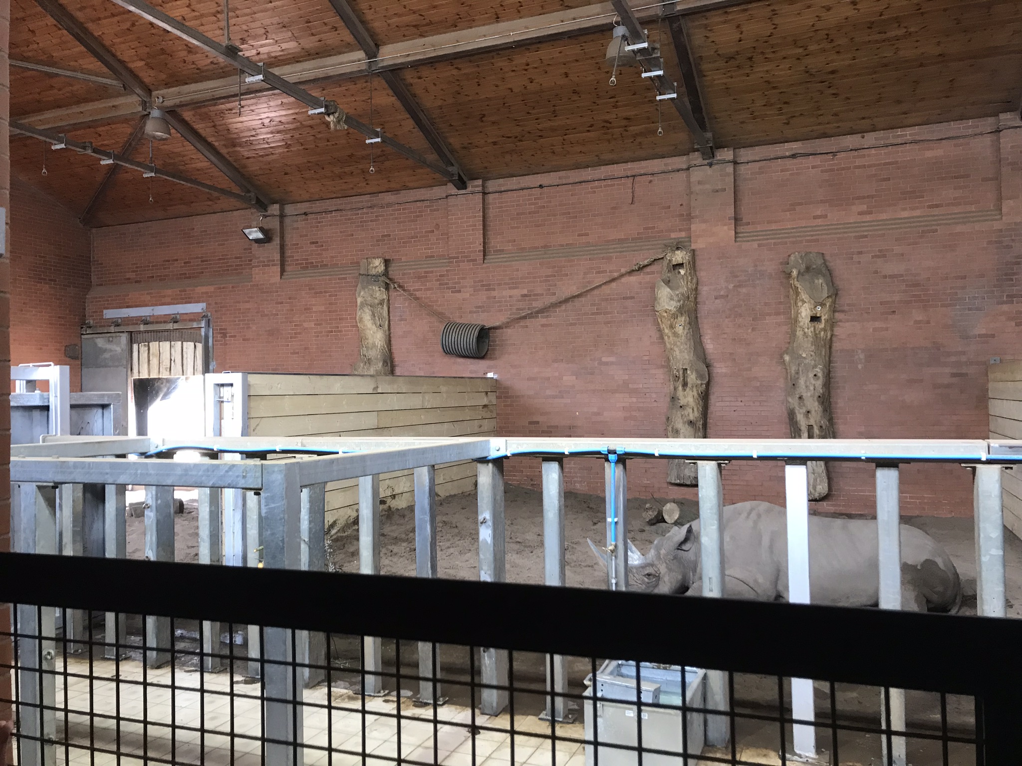 Inside new rhino house