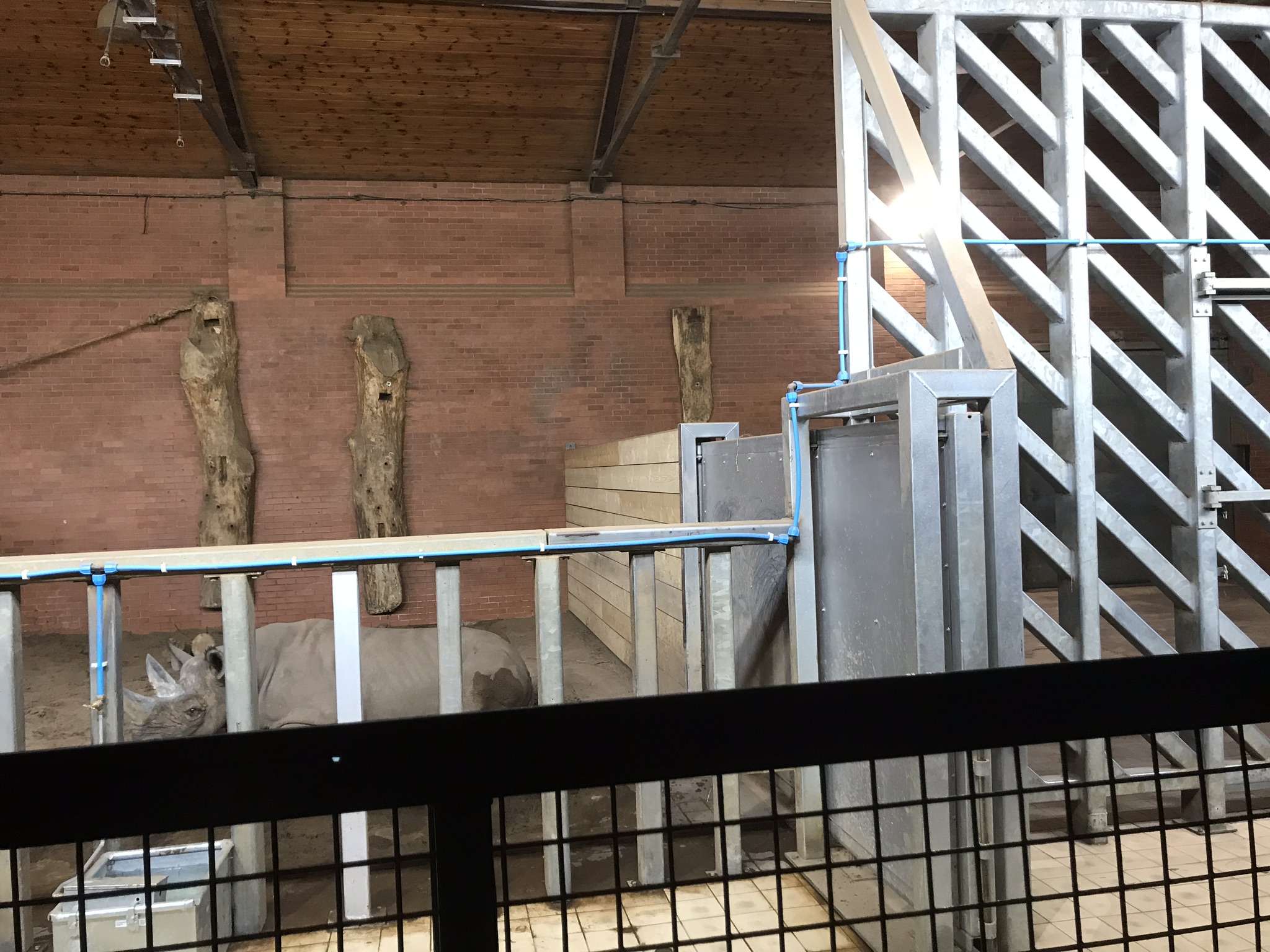 Inside new rhino house