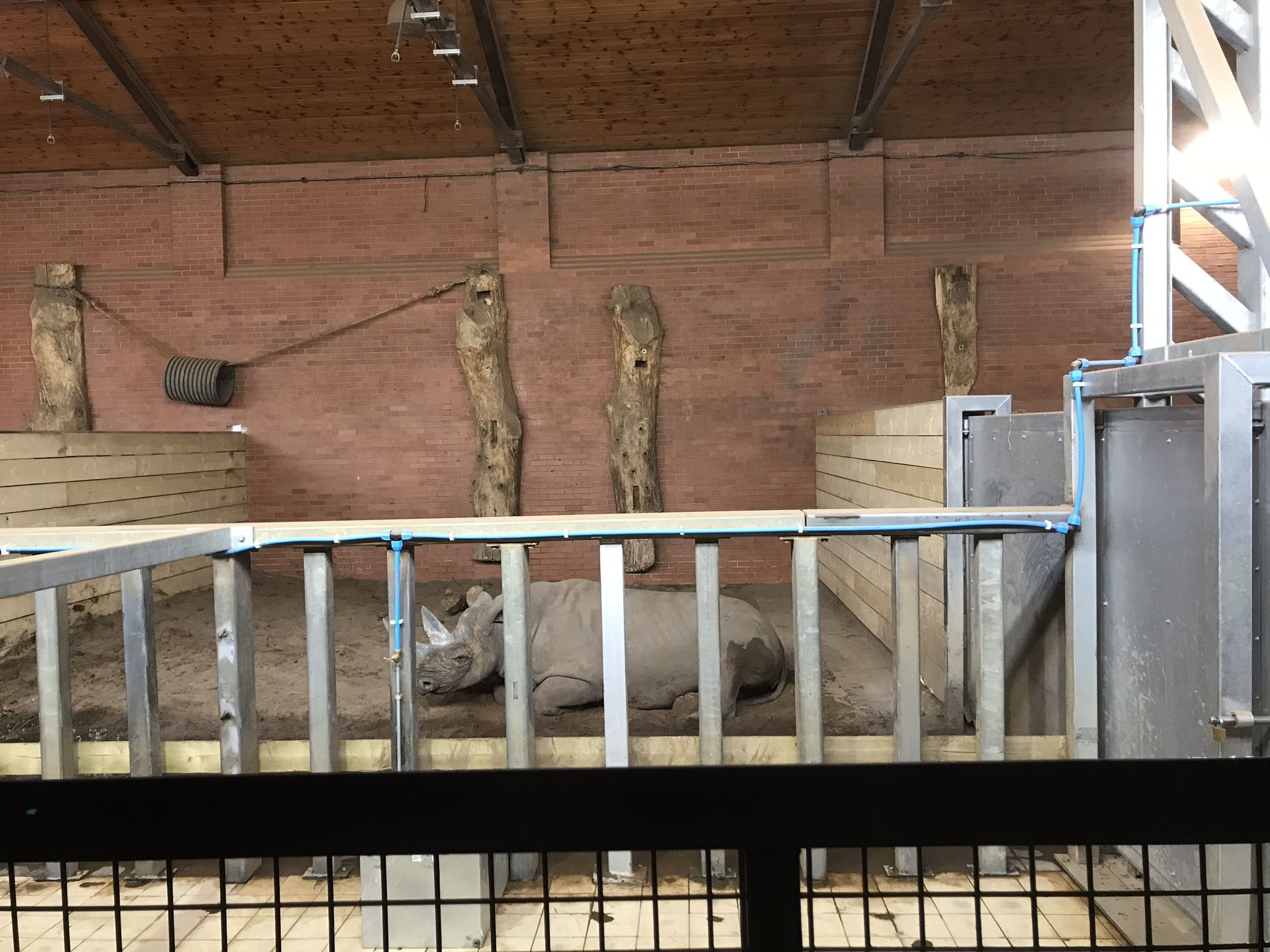 Inside new rhino house