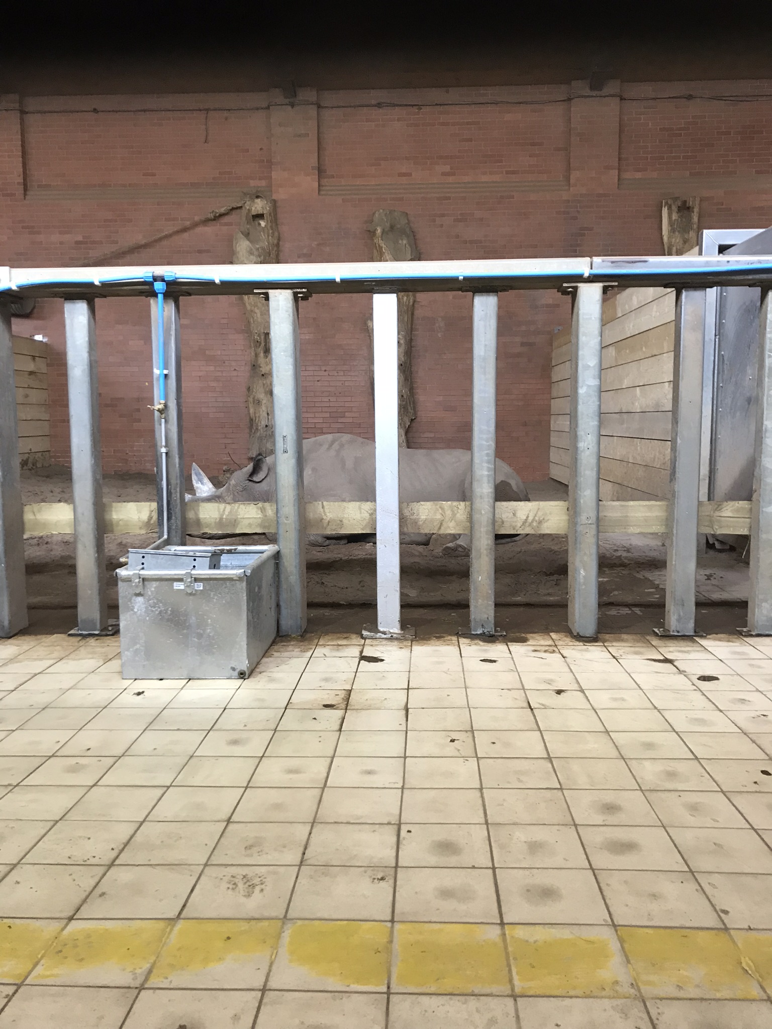 Inside new rhino house