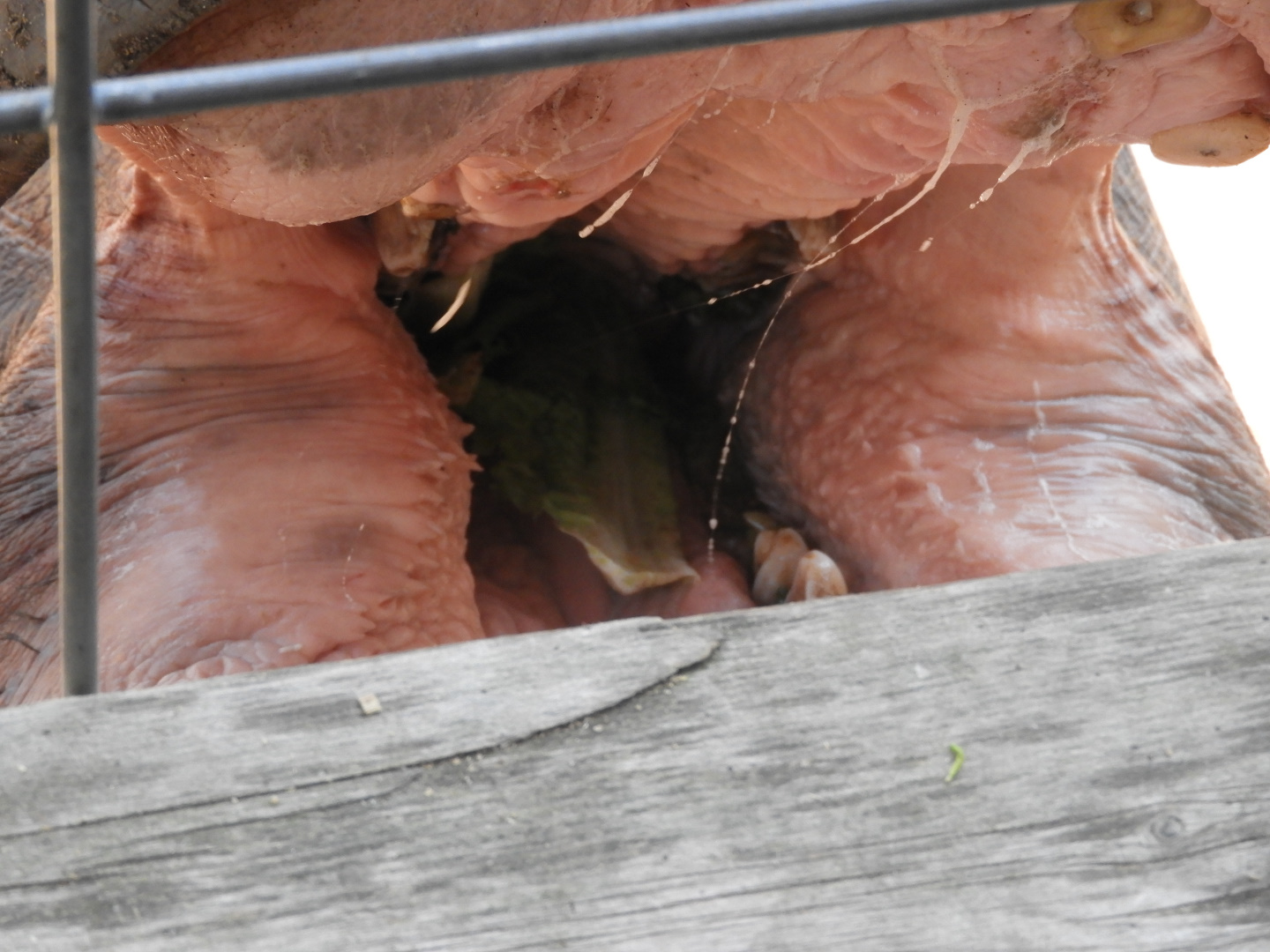 Inside of a Common Hippopotamus (Hippopotamus amphibius) mouth