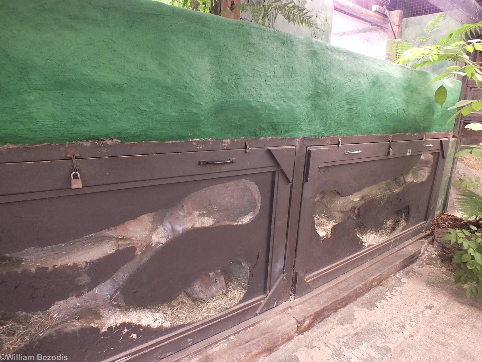 Inside of a Rabbit Warren