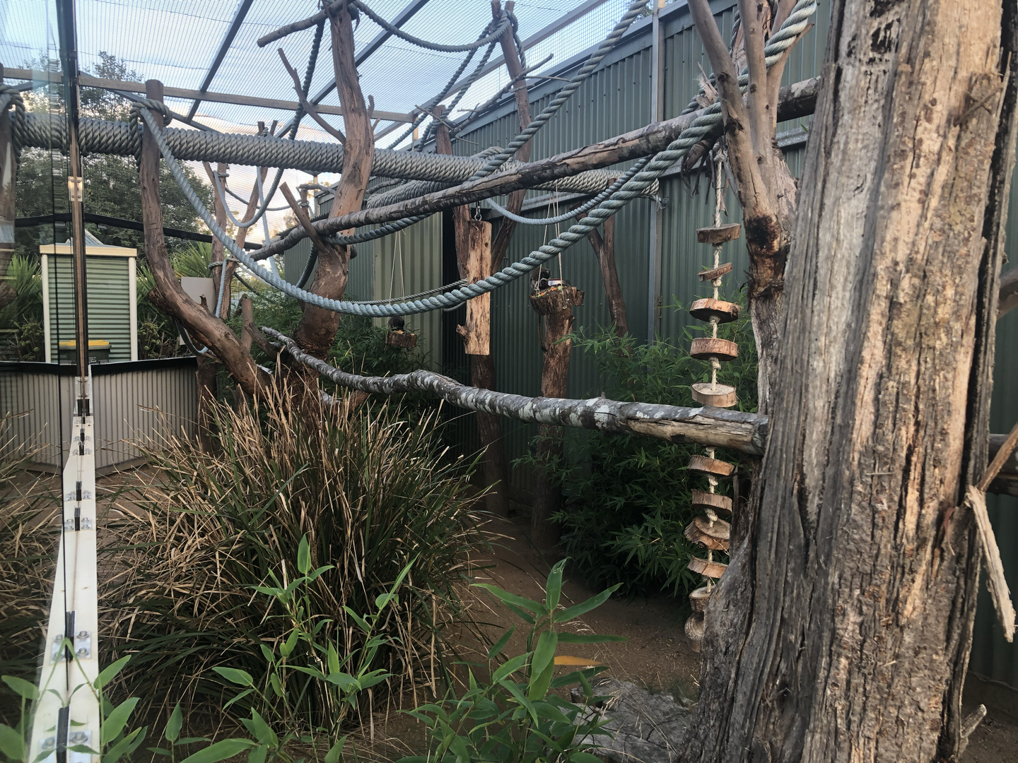 Inside of Emperor Tamarin enclosure