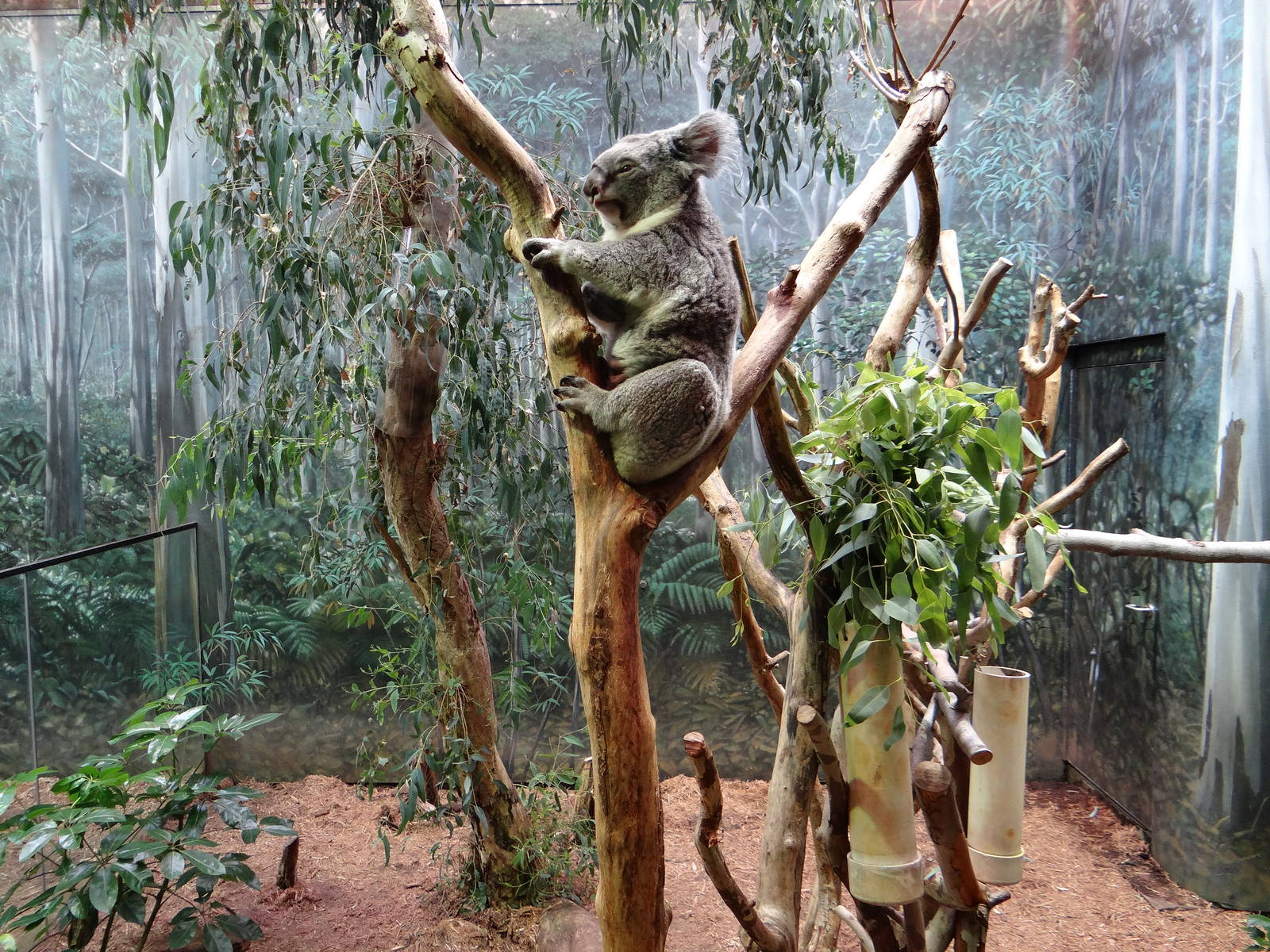 Inside of Gumleaf Hideout