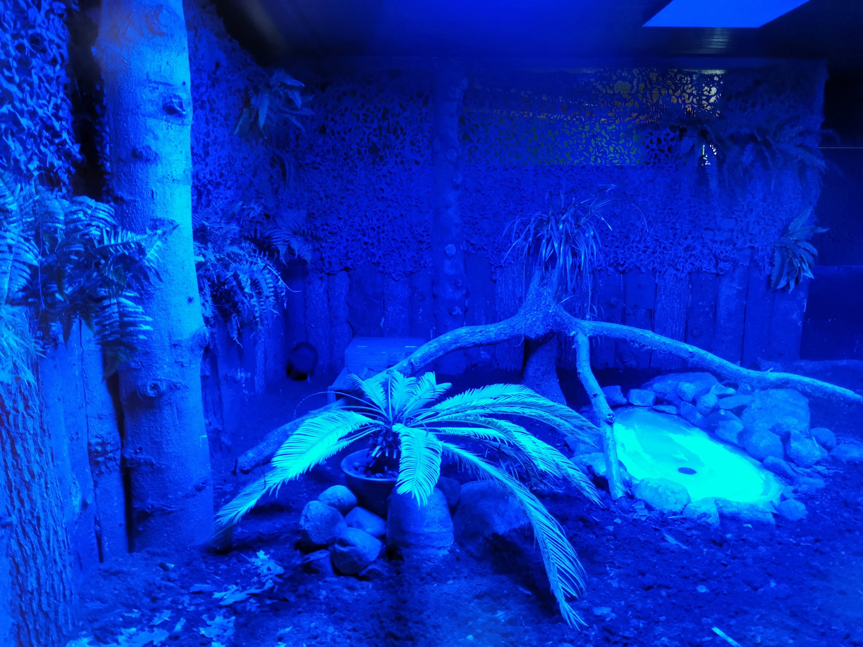 Inside of Kiwi house (Nov 2nd, 2019)