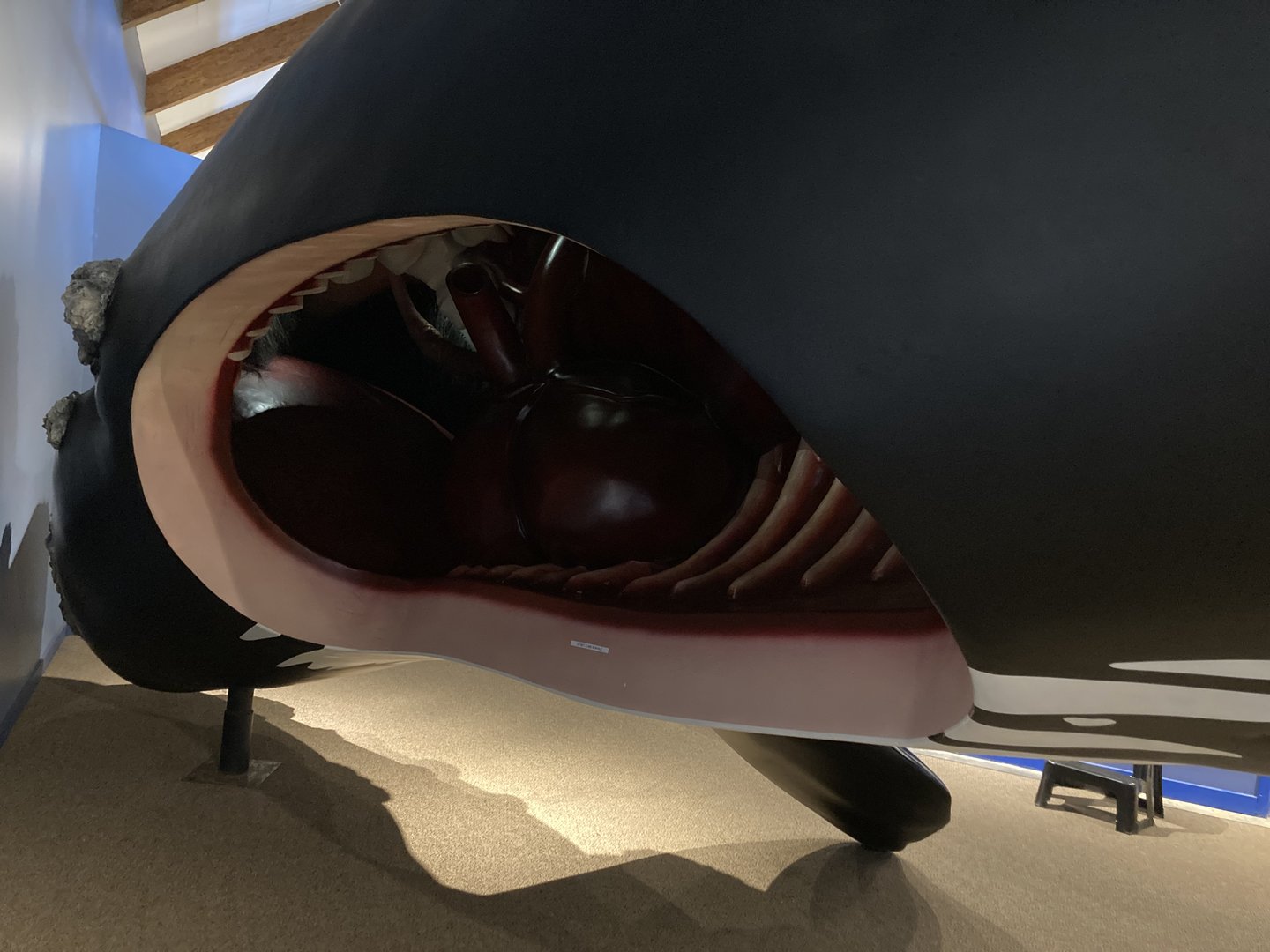 Inside of Right Whale Sculpture (heart, rib cage, baleen)