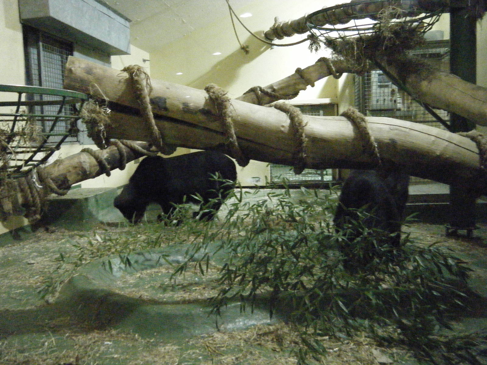 Inside of the bear house