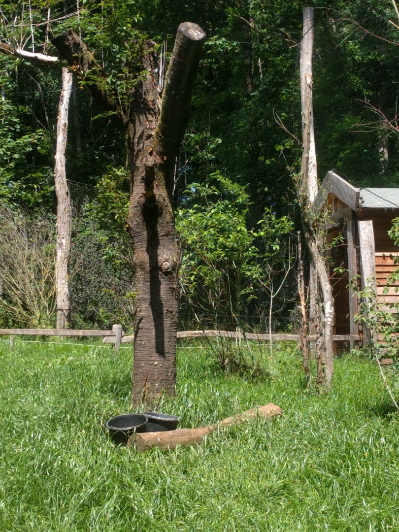 Inside of the black Stork Walk through Aviary