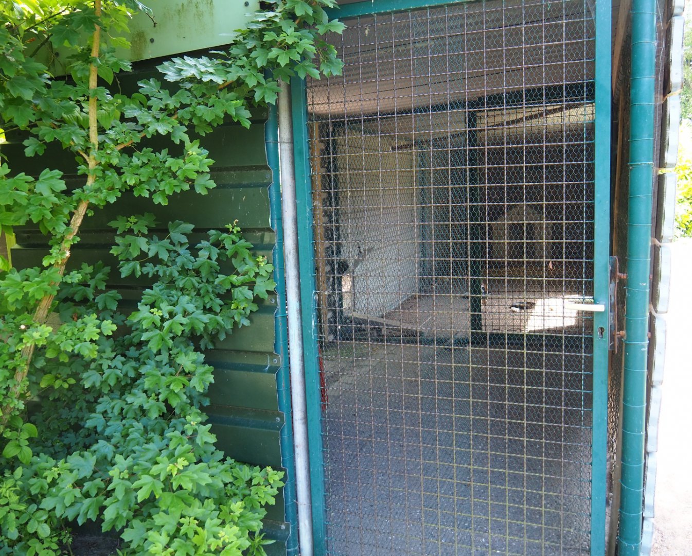 Inside of the domestic guinea barn, 2019-06-01